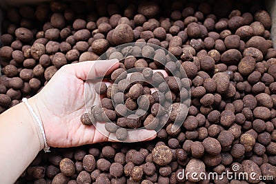 mushrooms in the hands. Thai word `Hed Thop` or hygroscopic earthstar is a small mushroom in the family. Diplocystaceae Whe Stock Photo