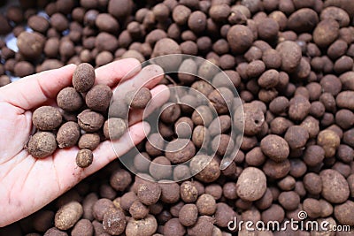 Mushrooms in the hands. Thai word `Hed Thop` or hygroscopic earthstar is a small mushroom in the family. Diplocystaceae Whe Stock Photo