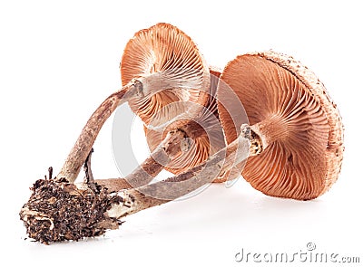 Mushrooms honey agarics(Armillaria mellea) isolated on white Stock Photo