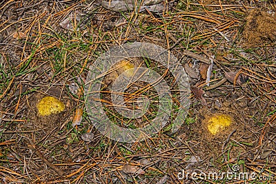 Mushrooms Horseman Tricholoma equestre grow in the sandy ground in pine forest, closeup. Stock Photo