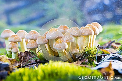 Mushrooms - Hypholoma fasciculare Stock Photo