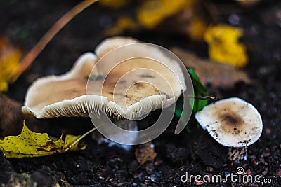 Mushrooms Stock Photo