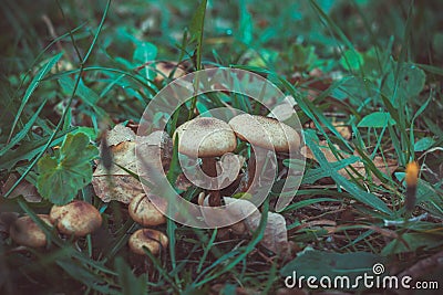 Mushrooms Stock Photo