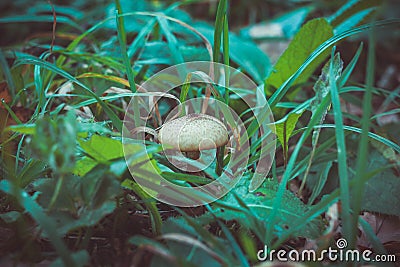 Mushrooms Stock Photo