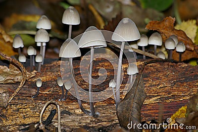 Mushrooms leaf rainforest Ð³Ñ€Ð¸Ð±Ñ‹ Ð»Ð¸ÑÑ‚ÑŒÑ Ð»ÐµÑ Stock Photo