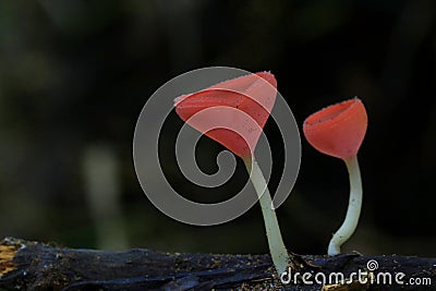 Mushrooms, macro, couple, forest, environment, natural, wet, red, wildlife, Stock Photo