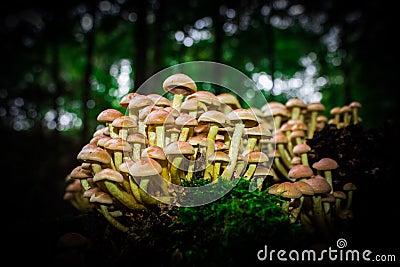 Mushrooms. Stock Photo