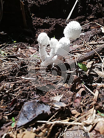 Mushrooms Stock Photo