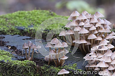 Mushrooms Mycena inclinata on a stump Stock Photo