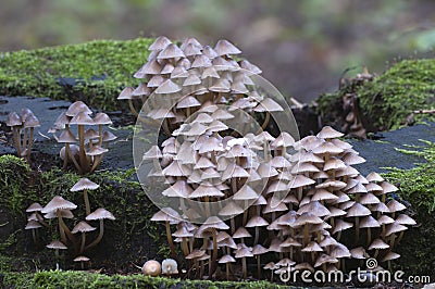 Mushrooms Mycena inclinata on a stump Stock Photo