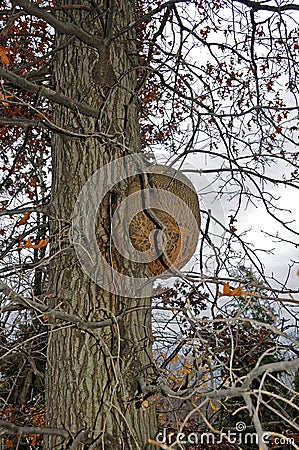 Mushrooms parasites that kill the tree for several years Stock Photo