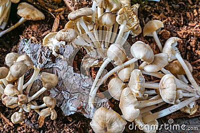Mushrooms at the Pisgah Mushroom Festival Stock Photo