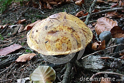 Mushrooms in the Polygoon wood in Zonnebeke (Flanders, Belgium) Stock Photo