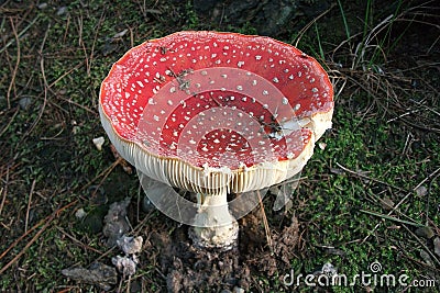 Mushrooms in the Polygoon wood in Zonnebeke (Flanders, Belgium) Stock Photo