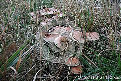 Mushrooms in the Polygoon wood in Zonnebeke (Flanders, Belgium) Stock Photo