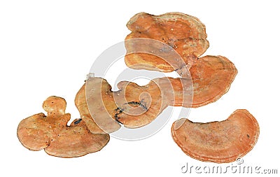 Mushrooms Pycnoporus cinnabarinus 3 Stock Photo