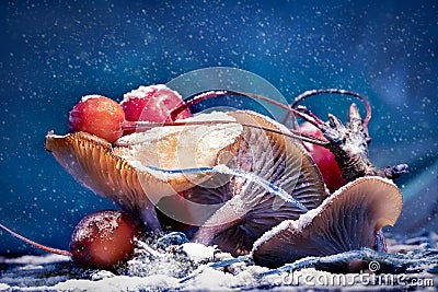 Mushrooms and red berries in snow and frost on a blue background. Christmas artistic image Stock Photo