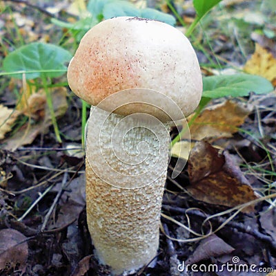 Mushrooms of Russia - Blood-red aspen (light shape) Stock Photo