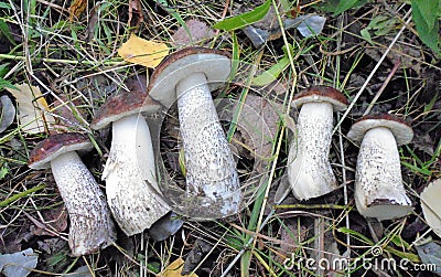 Mushrooms of Russia - common boletus (black-headed podberezovik, five cut) Stock Photo