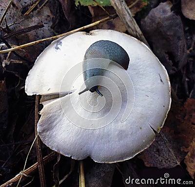 Mushrooms of Russia - Gray (Smoky) talker and slug on the hat Stock Photo