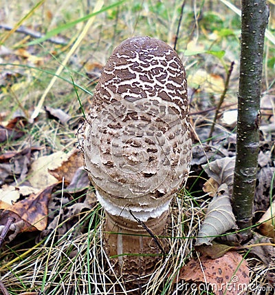 Mushrooms of Russia - Variegated Umbrella Stock Photo