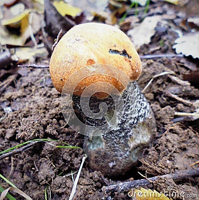 Mushrooms of Russia - yellow-brown aspen (mixed-skinned) Stock Photo