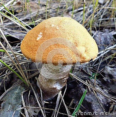 Mushrooms of Russia - yellow-brown aspen (mixed-skinned) Stock Photo