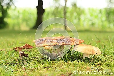 Mushrooms Russula Stock Photo