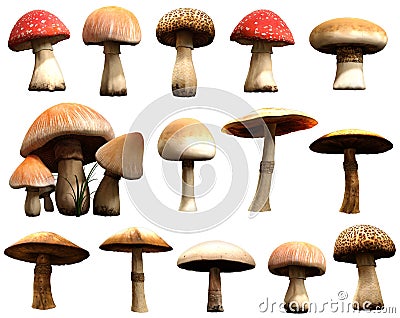 Mushrooms Cartoon Illustration