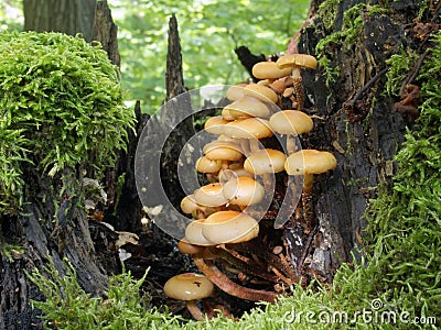 Mushrooms in stump Stock Photo