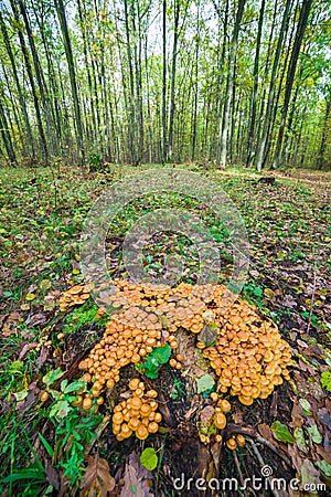 Mushrooms sulphur tuft Stock Photo