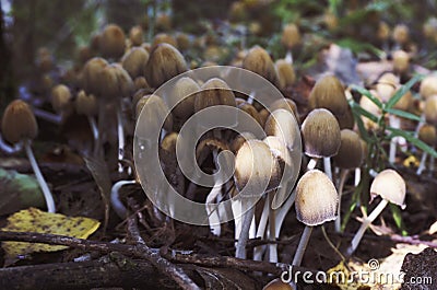 Mushrooms toadstools in nature a lot Stock Photo