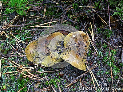 Mushrooms Tricholoma equestre Stock Photo