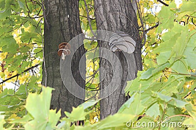 Mushrooms on the trunks of old poplars surrounded by dense maple foliage Stock Photo