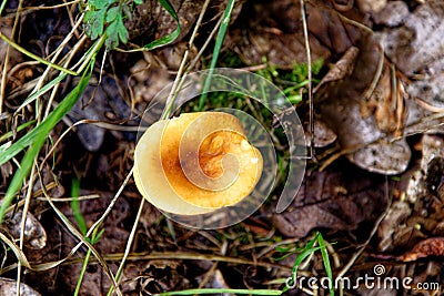 Mushrooms - Tubaria hiemalis - Winter Twiglet Stock Photo