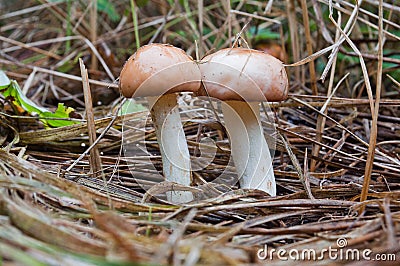 Two edible fungi suillus granulatus growing among dry grass Stock Photo