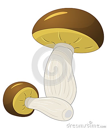 Mushrooms vector Vector Illustration