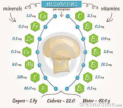 Mushrooms vector infographics. Vector Illustration