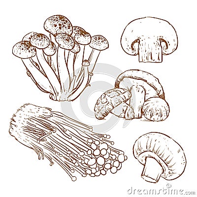 Mushrooms on white background, Slice of mushroom, Mushroom Vector Illustration