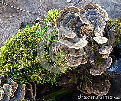 Mushrooms wood Stock Photo