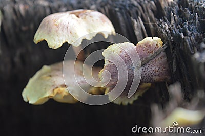 Mushrooms in a wood hole Stock Photo