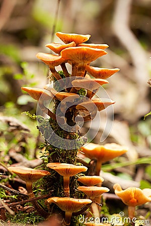 Mushrooms yellow Stock Photo