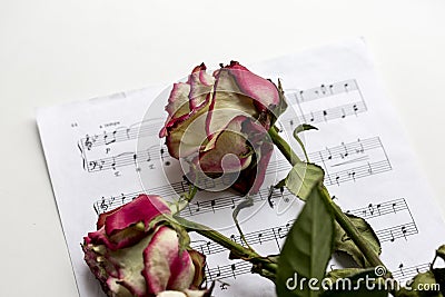 Music sheet and dead roses. The idea of the concept for love of music, for the composer, musical inspiration Stock Photo