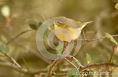 Musical mosquito Stock Photo