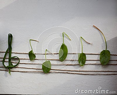 Musical note from green leaves, white background Stock Photo