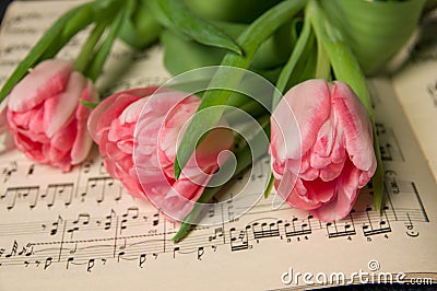 Musical notes and one tulip romantic background Stock Photo