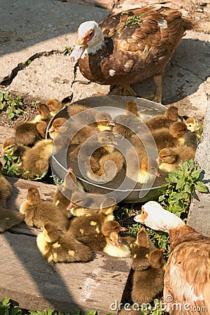 Musk duck ducklings Stock Photo