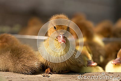 Musk duck ducklings Stock Photo