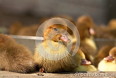 Musk duck ducklings Stock Photo