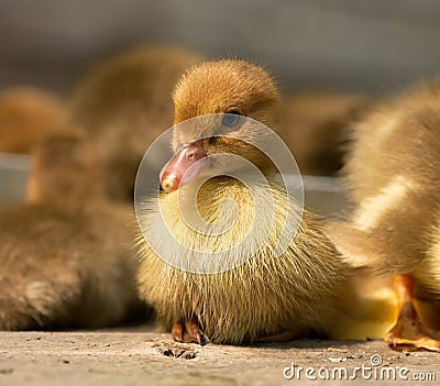 Musk duck ducklings Stock Photo
